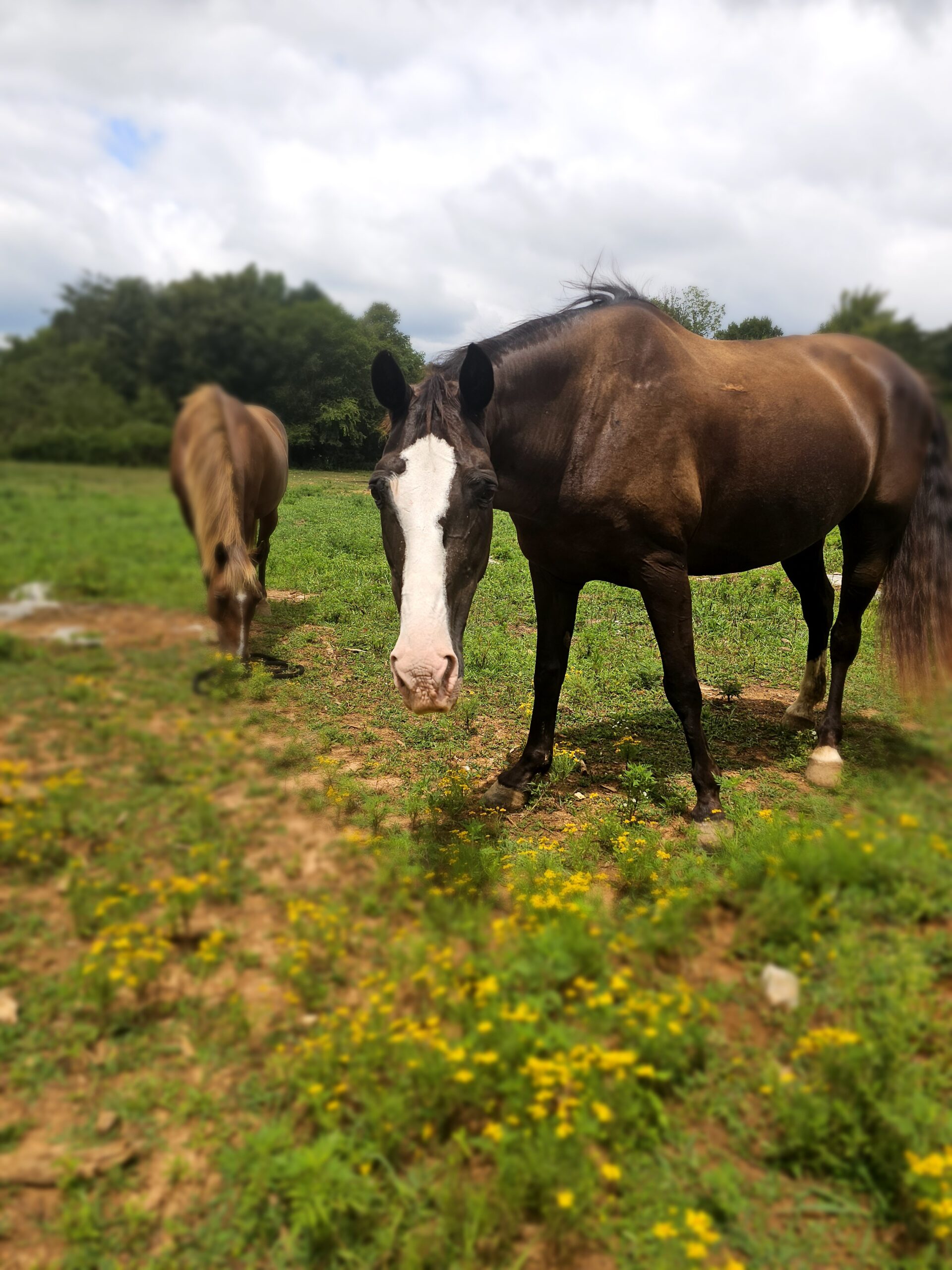 Tootsie the horse at Fancy Forest Farm