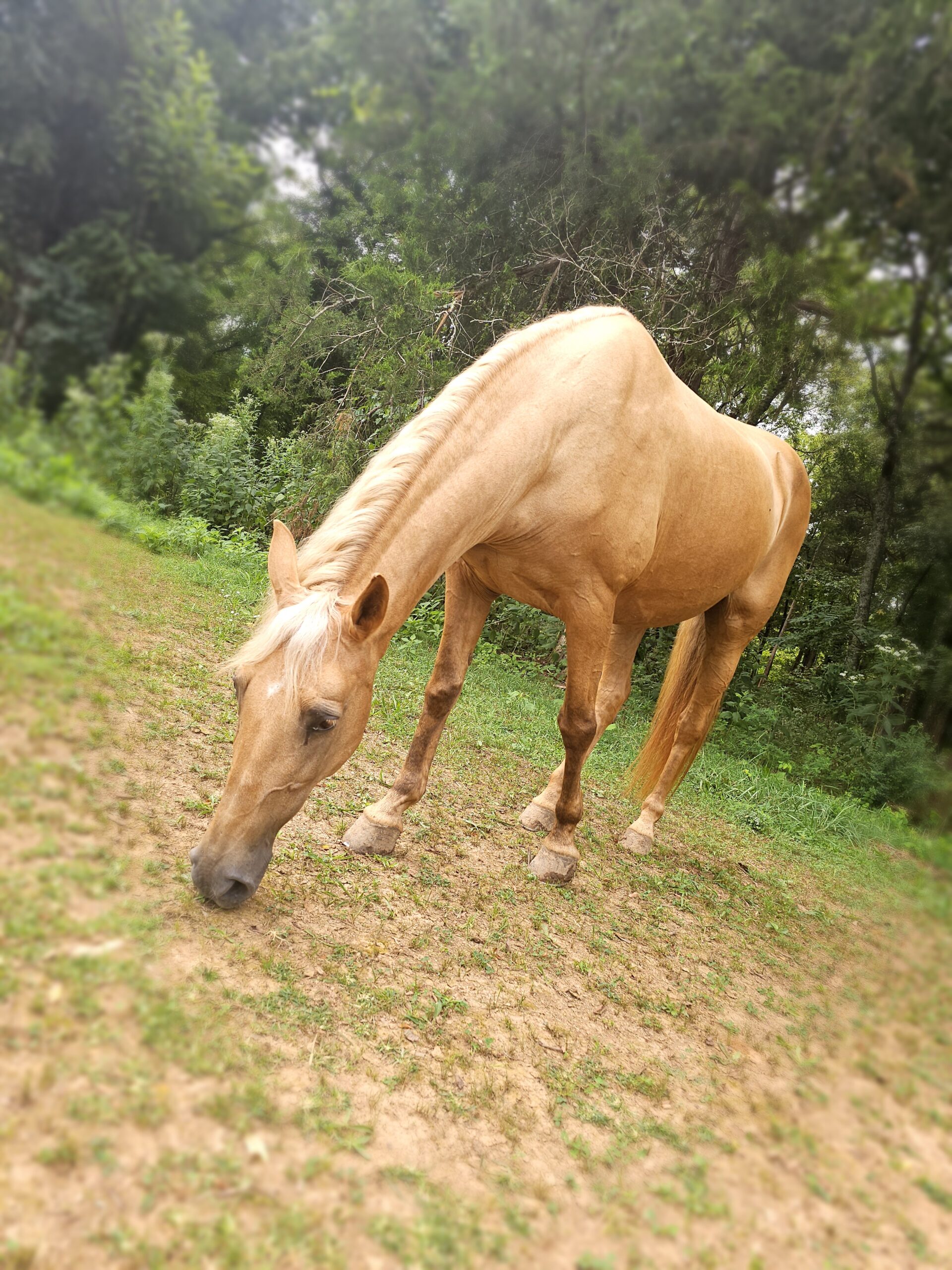 Kinsley the Horse at Fancy Forest Farm